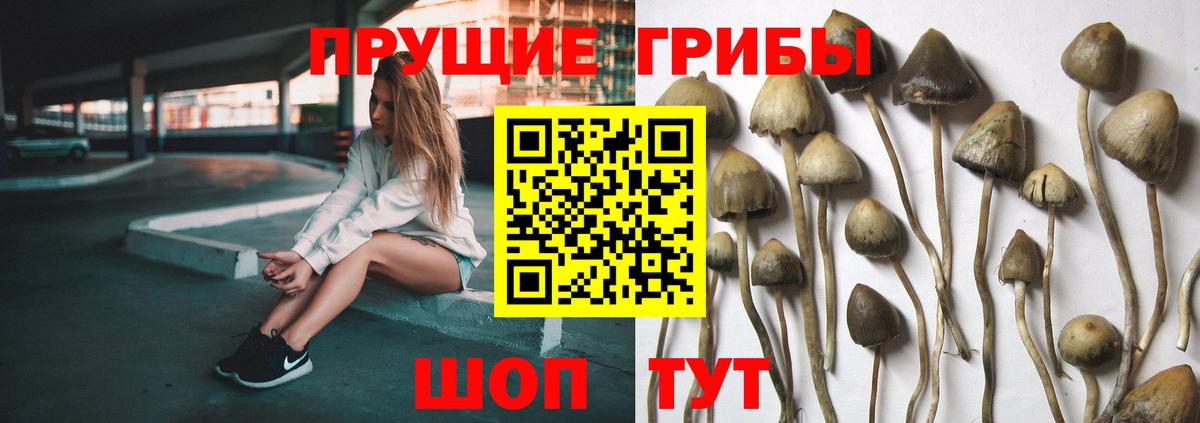 Минусинск  Псилоцибиновые грибы мухоморы  Вход с VPN 